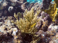 Black Searod coral